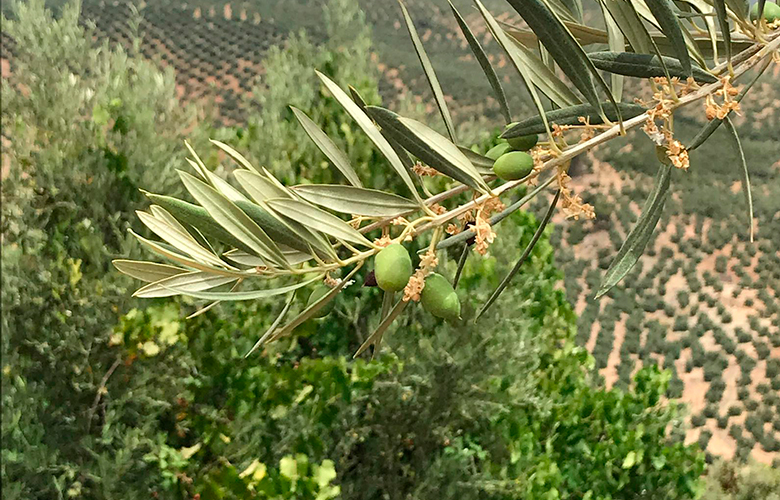 aceite-finca-la-toba