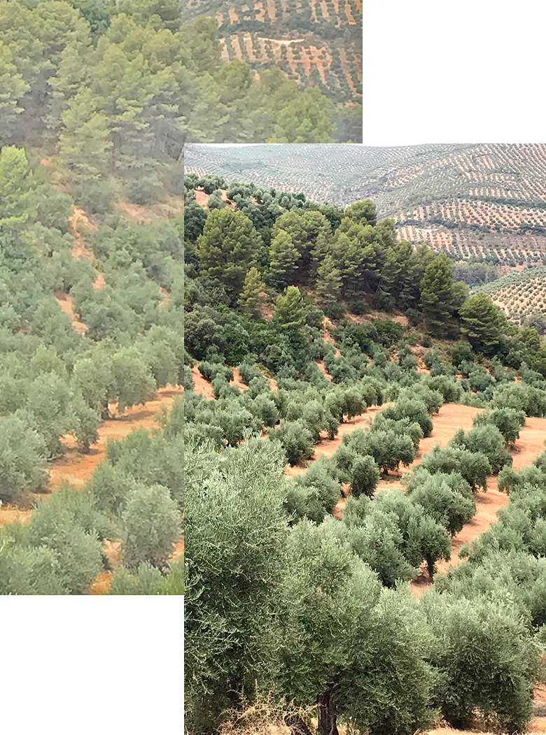 finca-la-toba-olivos