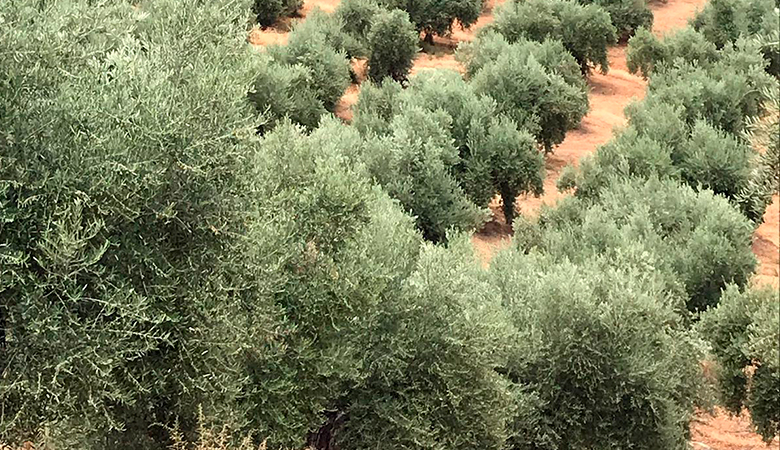 olivos-en-jaen