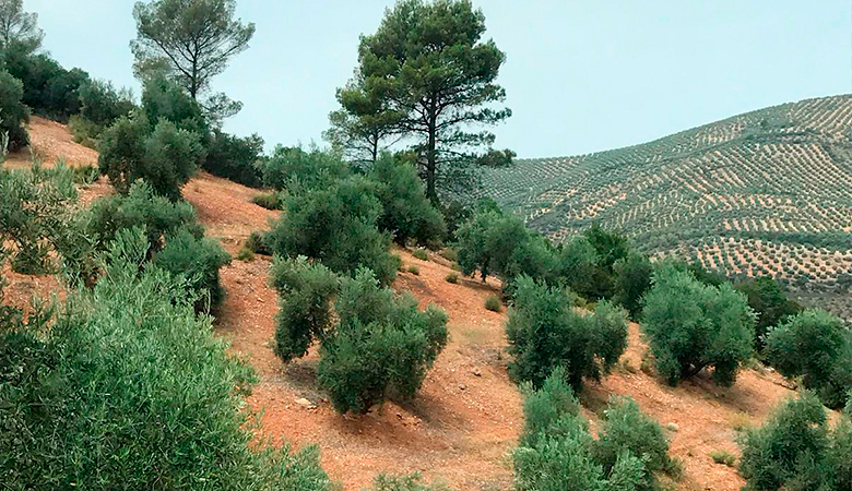 terreno-vegetacion-finca-la-toba